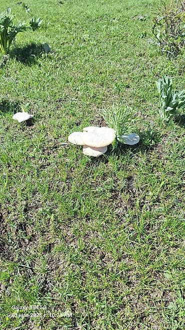 быки на мясо: Съедобные грибы – белые «лепёшки» (полевые шмпиньоны/лугова́я форма) — 5