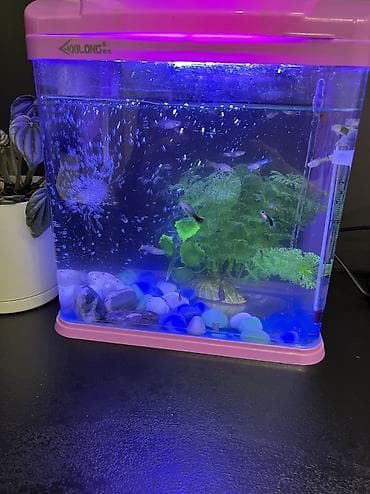 кок талаа: В подарок комнатное растение -заводской аквариумный комплект с рыбками — 5