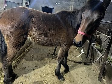 Аквариумдар: Сатам | Тай | Көбөйтүү үчүн — 8