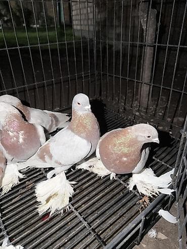 продажа голубей: Цена договорная Голуби декоративной породы с косматыми лапами — 2