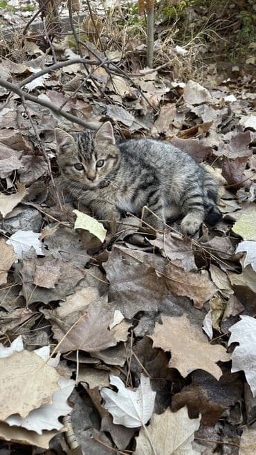 номер приюта для животных бишкек: МАЛЫШ НА УЛИЦЕ! Котёнок в добрые руки, находится сейчас на улице! — 4