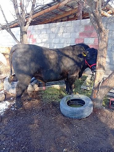 симентал коровы: Продаю | Бык (самец) | Для разведения | Племенные — 2