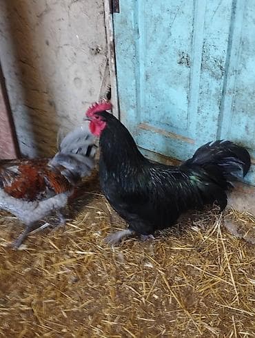 короз гул: Сатам | Короздор | Көбөйтүү үчүн — 2