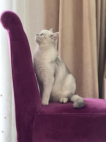 кошка шотланская: Шотландская кошка (окрас серебристый шиншилла) - Тип: домашняя кошка — 2