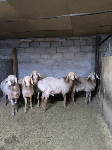 ящик для фрукты: Продаю | Баран (самец) | Для разведения | Ярка — 2