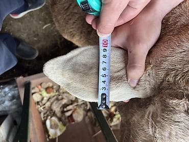 порода комару: Продаю | Баран (самец) | Для разведения | Племенные — 6