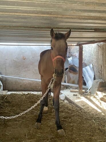 отдам породистую собаку: Продаю | Жеребец | Для разведения | Племенные — 2