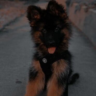 отдам в хорошие руки щенка немецкой овчарки: Купим щенка! Возраст до 1 года,мальчик, овчарка. Цена — до 1000 сомов — 1