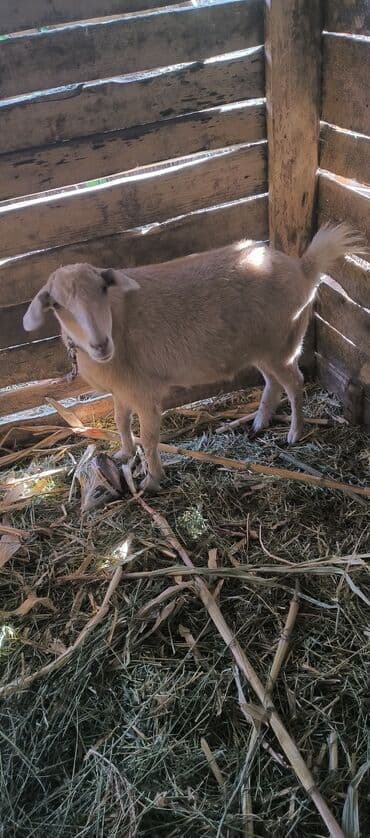 купить рабочую охотничью собаку: Продаю | Коза (самка) | Для разведения — 3