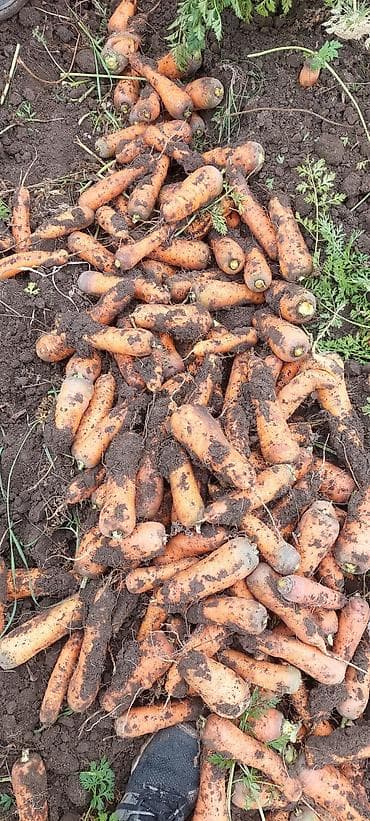 моркови цена: Продам морковь 35тон — 5