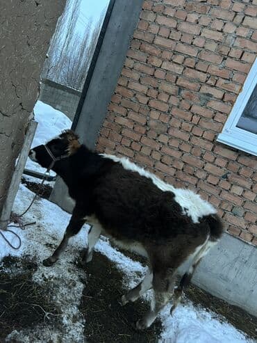 осеменение коров: Продаю | Тёлка | На откорм | Привязанные — 2