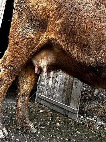 алатауский: Продаю | Корова (самка) | Алатауская, Швицкая | Для молока | Стельные — 6