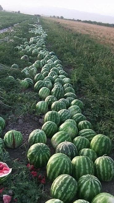 кукуруза для попкорн: Арбузы — 4