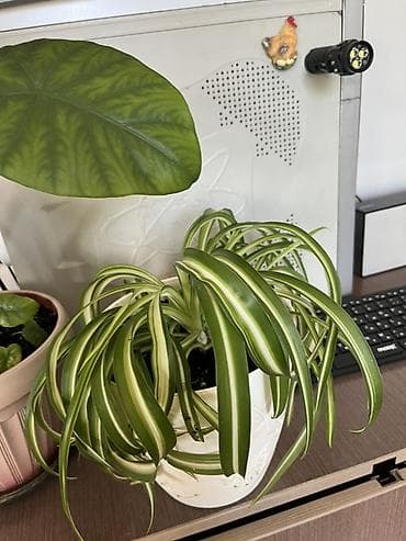 диффенбахия: Комнатные растения в горшках (набор из 3 видов) 1) Диффенбахия — 3