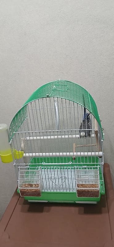 все для птиц: Продается попугай, волнистый, самец, в подарок пакет корма. Клетка для — 9