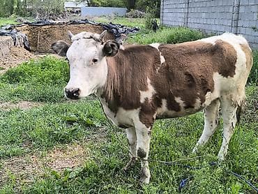 ячмень яровой: Продаю | Тёлка | Для разведения | Привязанные — 7