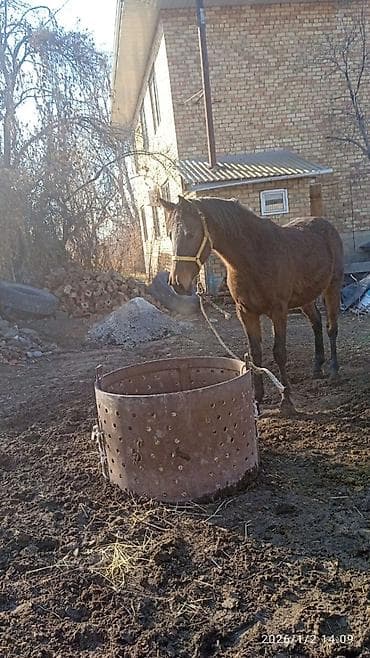 Услуги ветеринара: Продаю | Конь (самец) | Рабочий — 3