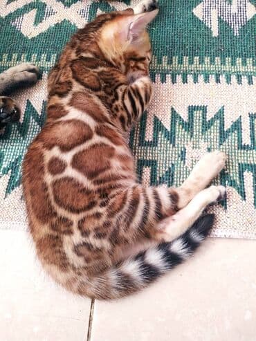 леопардовая кошка цена: Бенгальские котята !!! домашние. мини леопардики. Друзья у нас — 24