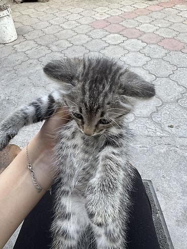 Мышыктар: Котята вислоухие и простые тигрового окраса - Полосатый — 4