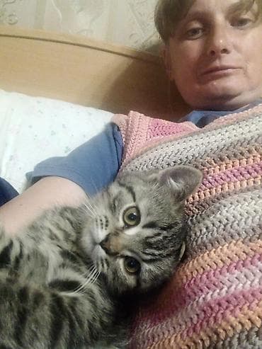 Мышыктар: Скотиш Страйт (Шотландиялык тик кулактуу), 3 айлык, Эркек, Аргын, Лотокко барууга үйрөтүлгөн, Курттардан тазаланган — 4