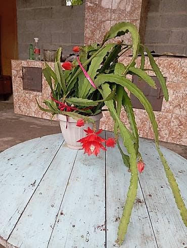 толстянка купить: Коллекция кактусов и суккулентов в горшках. Состав по фото: - Кактусы — 10