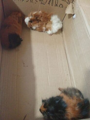 Кошки: Морская свинка. Возраст 1-2 месяца. Деткам на первом фото 1 месяц — 1