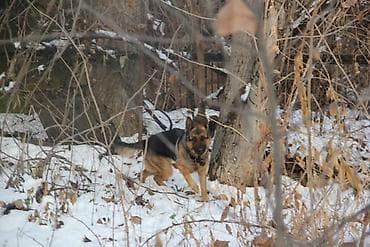 немецкая овчарк: В ДОБРЫЕ РУКИ !!!! немецкая овчарка, зовут Герда родилась — 2
