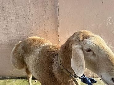 Үй жаныбарлары: Сатам | Кочкор (эркек) | Арашан | Көбөйтүү үчүн | Асыл тукумдуу — 2