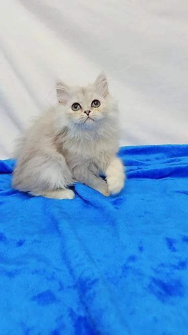 Кошки: Шотландские котята разных возрастов и окрасов от породных родителей — 4