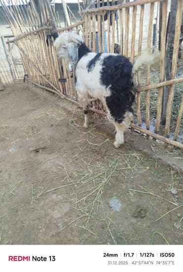 хаски фото щенки цена: Продаю | Коза (самка) | Полукровка | Для разведения — 2