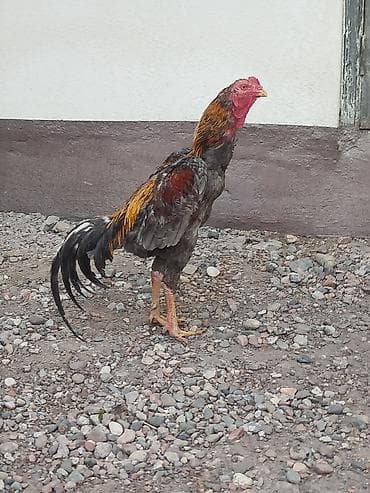 индийский бегунок купить: Продаю | Петух — 6