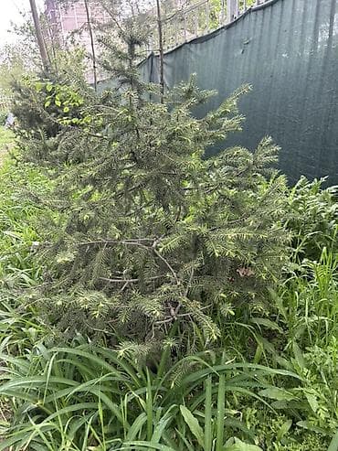 Ель обыкновенная (Picea abies), садовый экземпляр для пересадки. - — 3