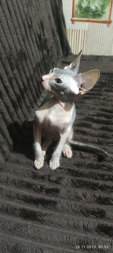 животные котенок: Сфинкс, 4 месяца, Мальчик, Приучена к лотку — 2