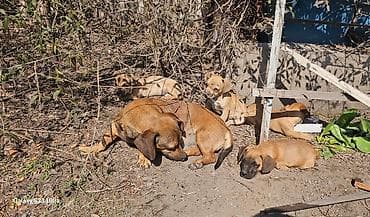 породы собак в бишкеке: Щенки смешанной породы - Окрас: рыжий/палевый с тёмной мордочкой. - — 9