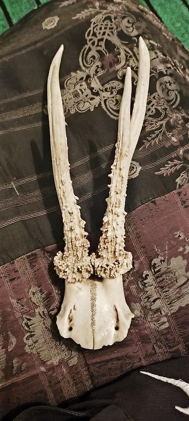 черные часы: Рога косули (Capreolus capreolus) на части черепа, трофейная пара — 4