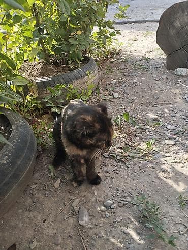 авган кой: Отдам котят в хорошие руки бесплатно мама хорошая крысолов — 4