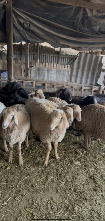 купить чихуахуа девочку: Продаю | Овца (самка) | Полукровка — 1