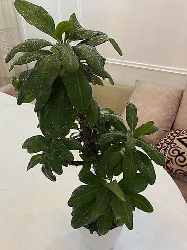 Уход и хранение одежды: Молочай — 4