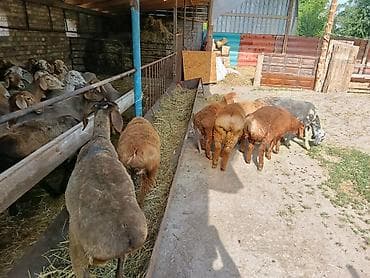 Животные: Продаю | Ягненок, Баран (самец) | Арашан | Для разведения | Матка, Ярка, Ягнившаяся — 1