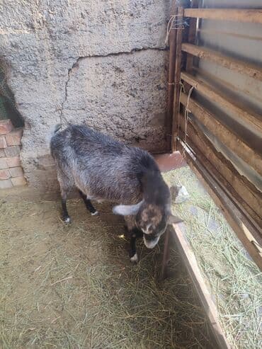 Другие животные: Саан эчкилер сатылат — 5