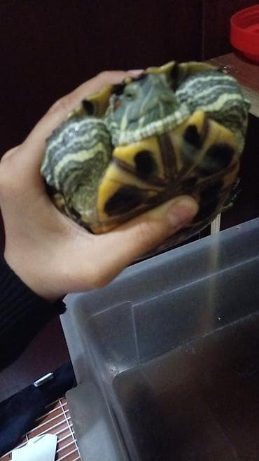 рептилии: Водная черепаха (красноухая/прудовая типичного окраса) - Вид: водная — 2