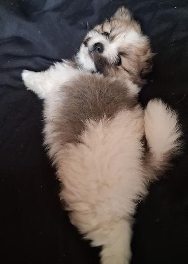 куплю собаку шпиц: Помиранский шпиц •Девочка •Родилась 14 .03.2026 •Окрас : пати-колор — 3