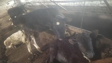 быки швиц: Продаю | Тёлка | Для разведения | Привязанные — 3