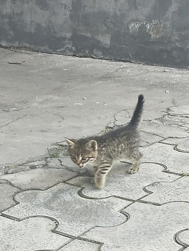 шотландская вислоухая кошка цена бишкек: Котята скотиш страйт - Возраст на фото: примерно 1–2 месяца. - — 3