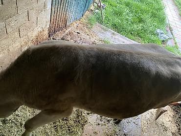 летучая мышь в кыргызстане: Продаю | Корова (самка) | Для разведения, Для молока | Привязанные — 9