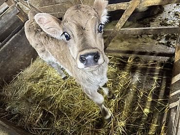 отдам даром собаку в хорошие руки: Продаю | Тёлка, Музоо, торпок | Швицкая — 5