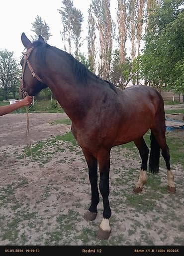 Продаю | Жеребец | Рабочий
