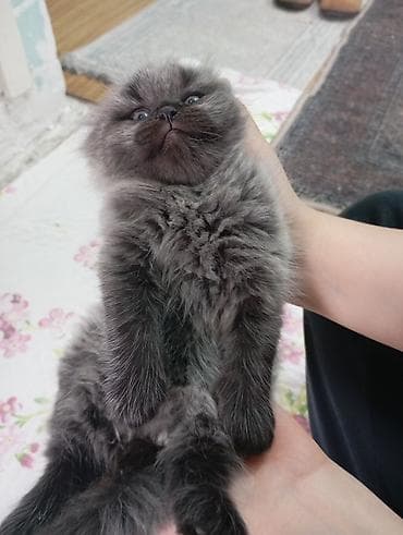 scottish fold: 2 месяца, Мальчик, Серый, Приучена к лотку — 2
