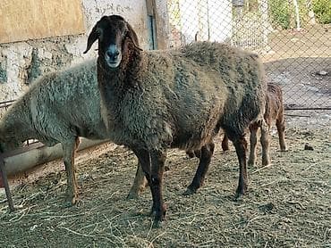 семис козу: Продаю | Овца (самка) | Для разведения | Матка — 6