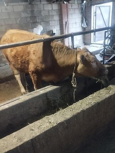ишу карова: Продаю | Корова (самка) | Для разведения | Привязанные — 3